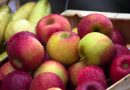 Opdag de mange fordele ved at dyrke æbletræer i krukker
