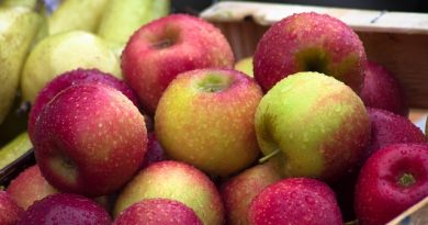 Opdag de mange fordele ved at dyrke æbletræer i krukker